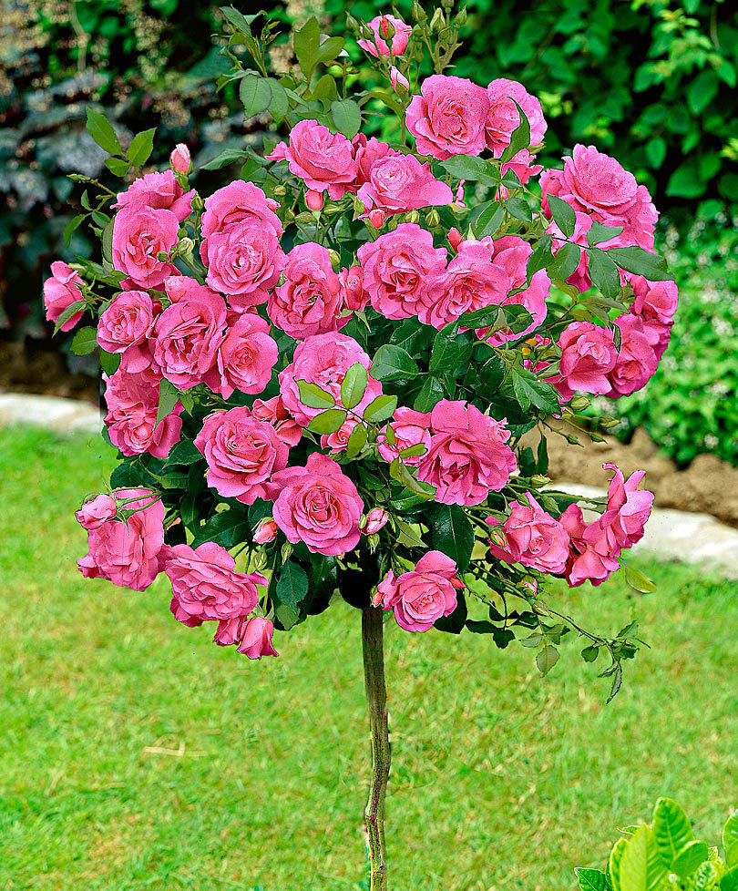 Rosa 'Tom Tom'